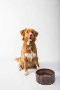 ideas: brown and white long coated dog sitting on brown wooden round table