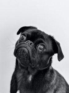 ideas: a small black dog looking up at the camera